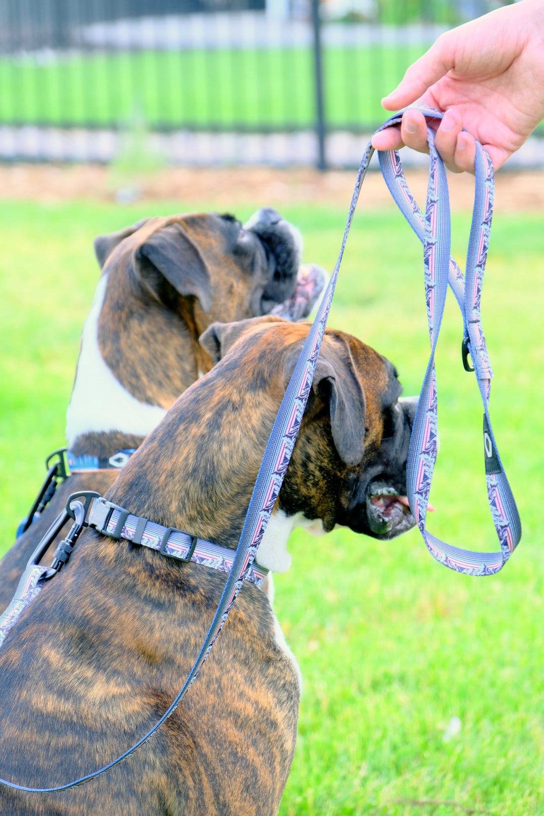 Outdoor Style Nylon Step-In Dog Harness