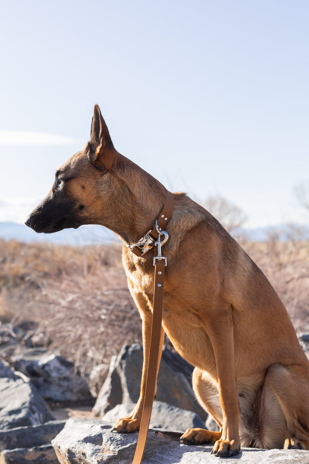 Modern Style Quick-Release Leather Dog Collar