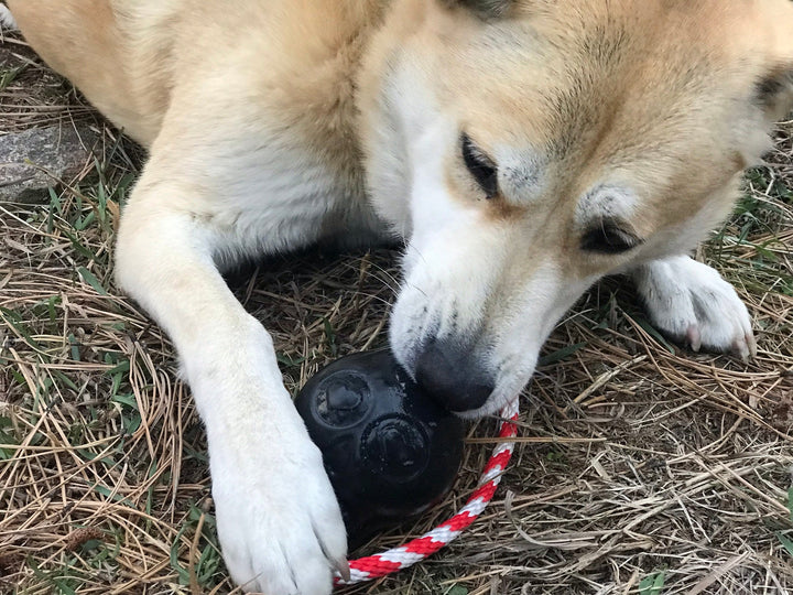 USA-K9 Skull Dog Chew Toy &amp; Treat Dispenser - Made in USA | SodaPup