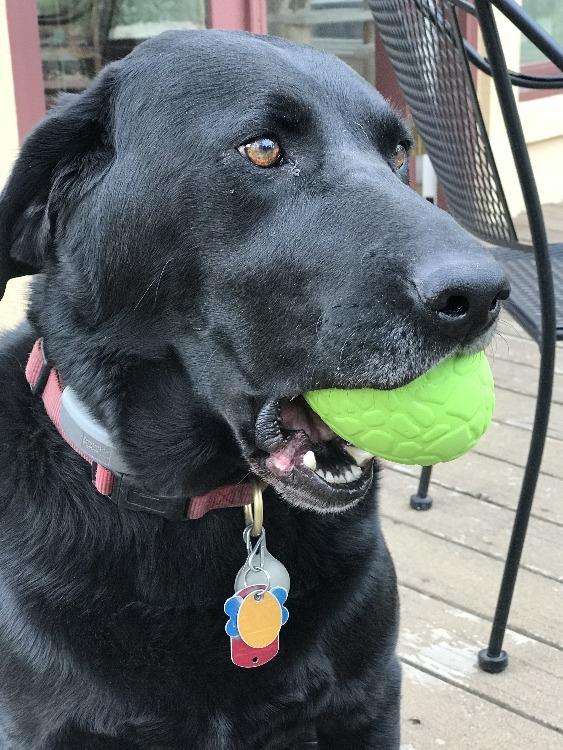 Dinosaur Egg Dog Chew Toy &amp; Treat Dispenser - USA Made | SodaPup
