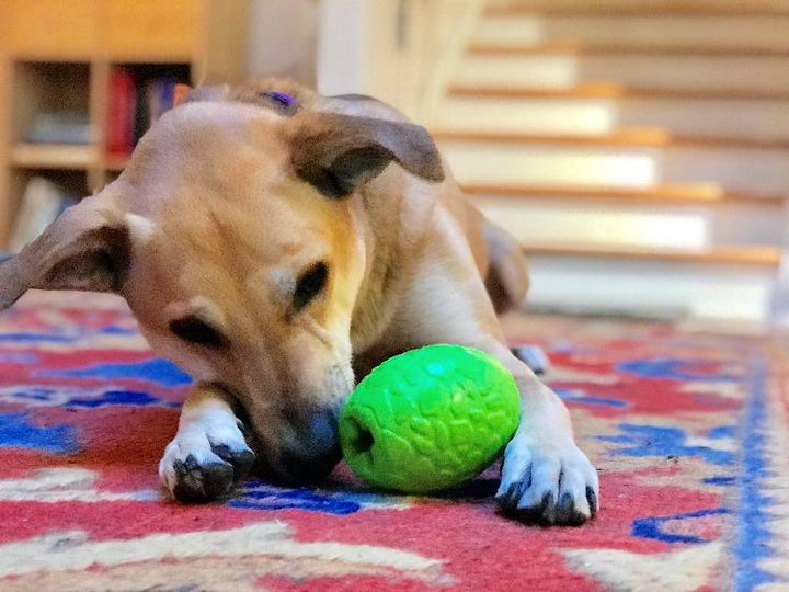Dinosaur Egg Dog Chew Toy &amp; Treat Dispenser - USA Made | SodaPup
