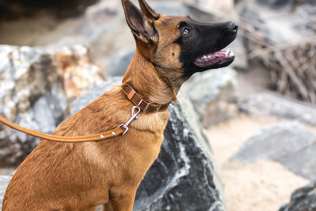 Celtic Double Buckle Style Leather Dog Collar