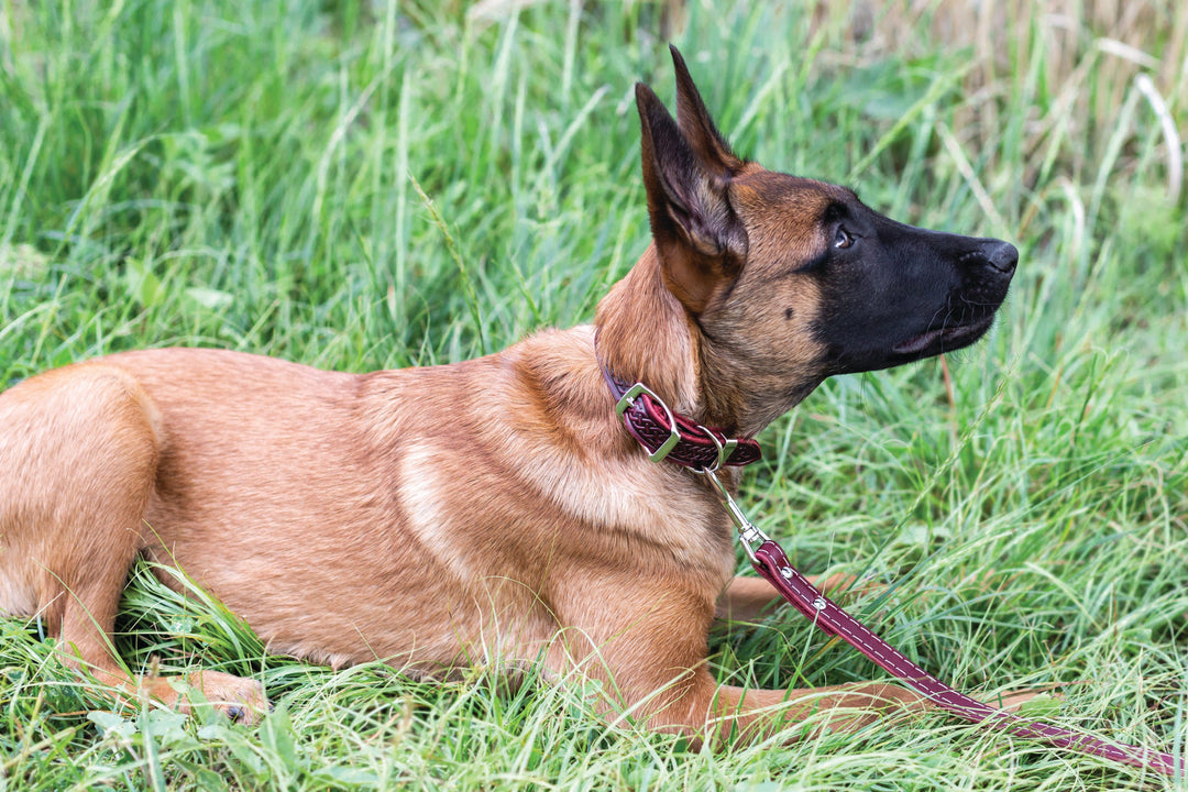 Celtic Double Buckle Style Leather Dog Collar