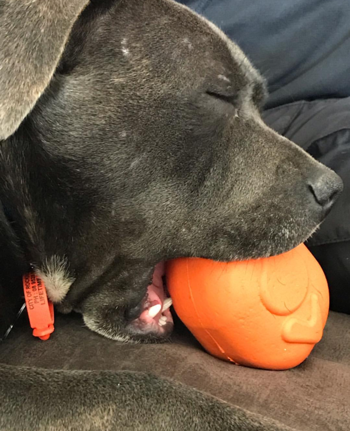 Roasted Turkey Dog Chew Toy &amp; Treat Dispenser - USA Made | SodaPup