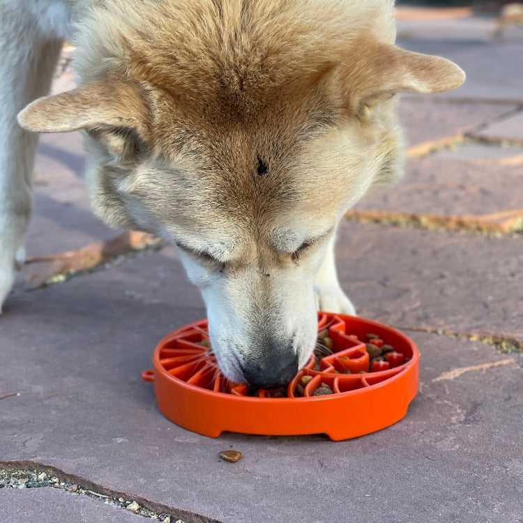 Sun and Moon eTray - Shallow Slow Feeder Dog Bowl for Enrichment | USA Made