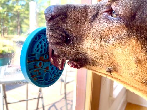 Turtle eMat-Mini Lick Mat with Suction Cups - Small Dogs &amp; Cats | USA