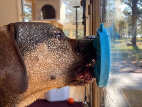 Turtle eMat-Mini Lick Mat with Suction Cups - Small Dogs &amp; Cats | USA