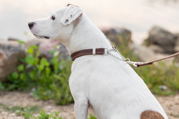 Martingale Leather Dog Collar