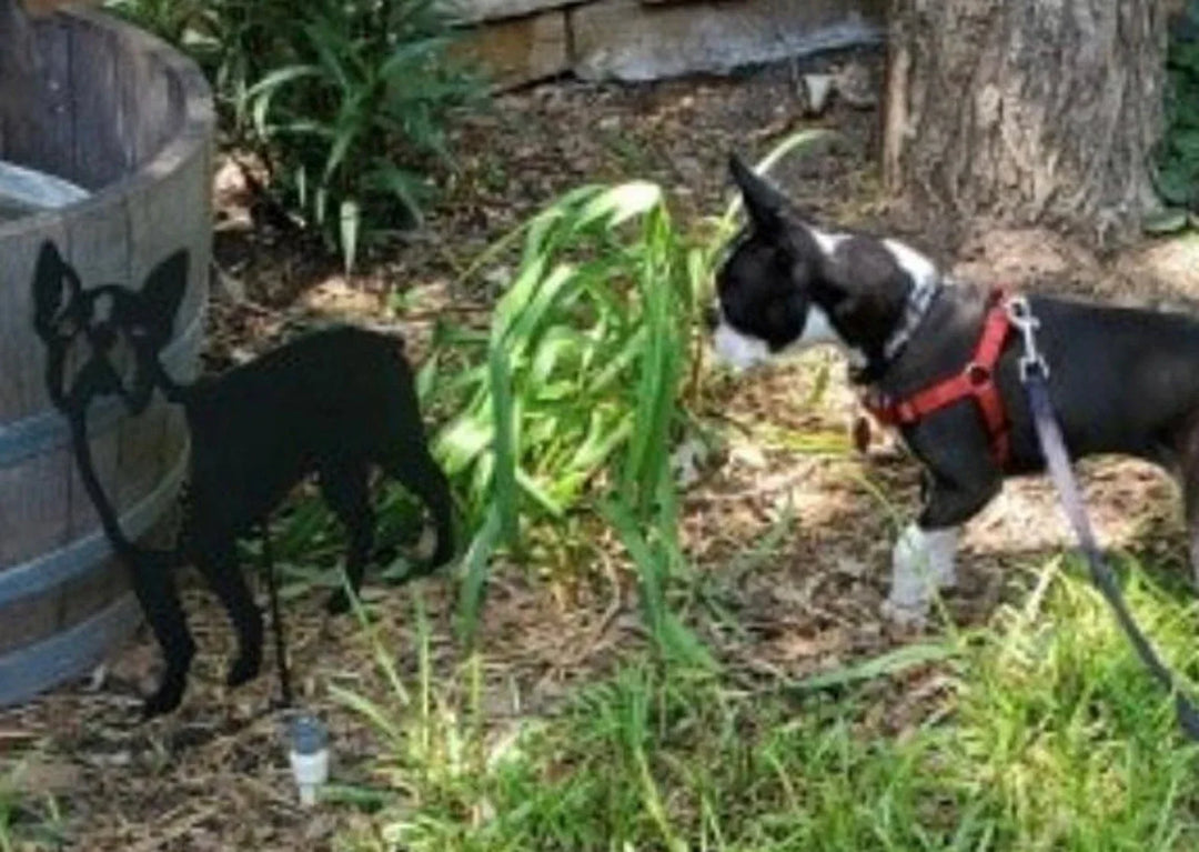 Boston Terrier Memorial or Dog Wall Art