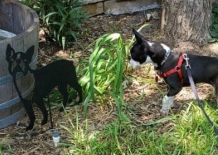 Boston Terrier Memorial or Dog Wall Art
