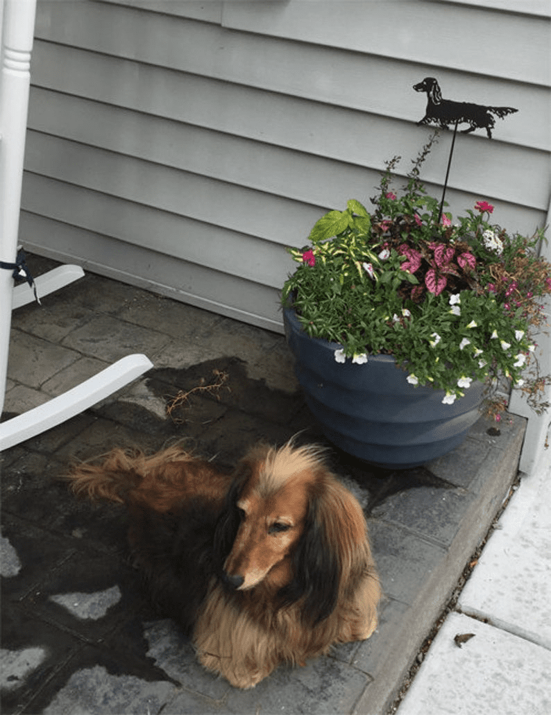 Long Haired Dachshund (Style 1) Plant Spike