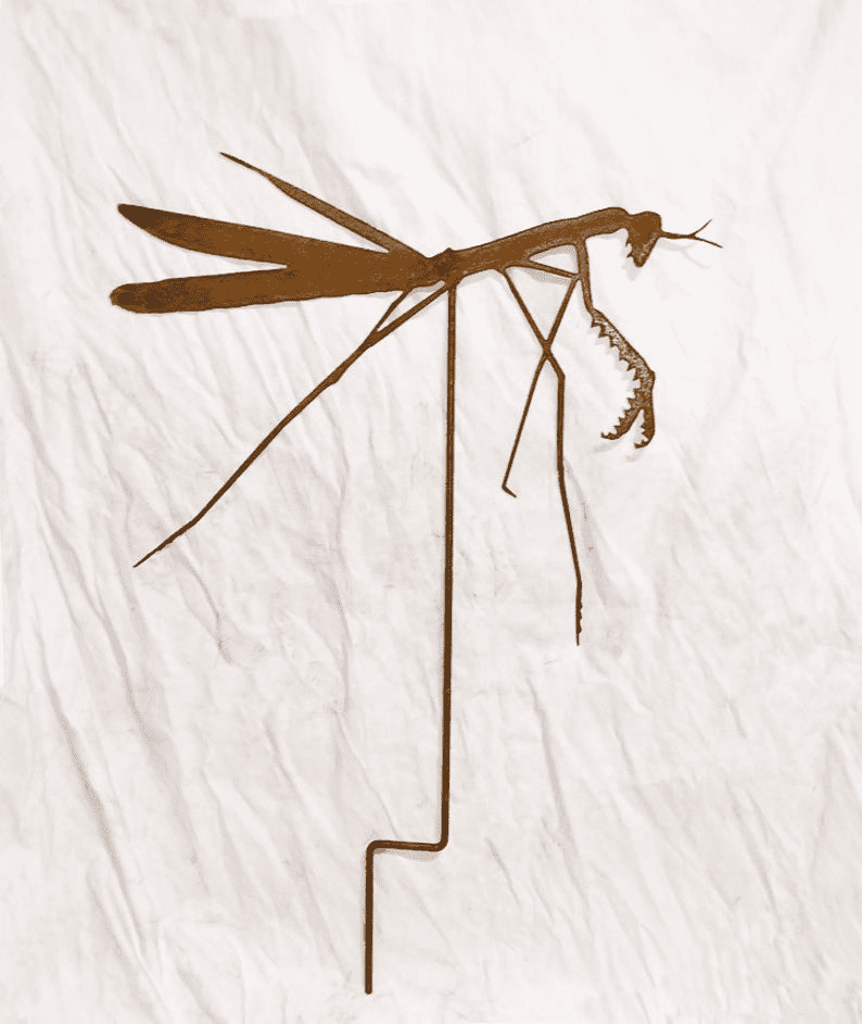 Praying Mantis Garden Stake