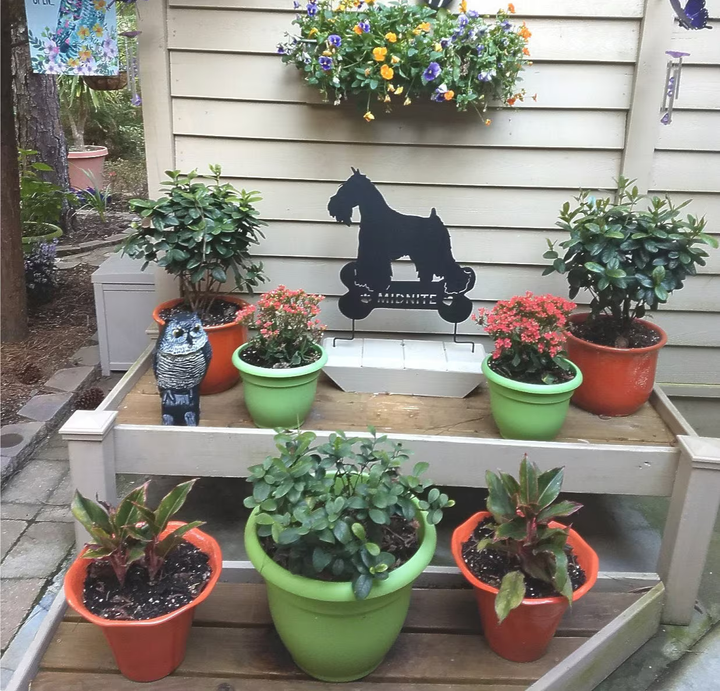 Miniature Schnauzer Garden Stake or Wall Art