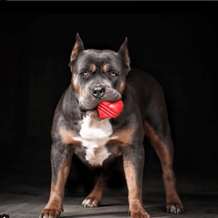 Heart on a String Dog Toy - Durable Rubber Tug Toy for Large Dogs | USA Made