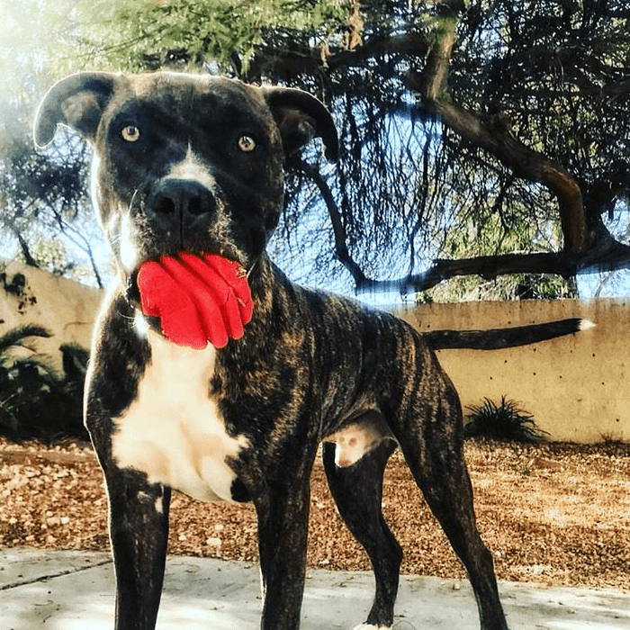 Heart on a String Dog Toy - Durable Rubber Tug Toy for Large Dogs | USA Made