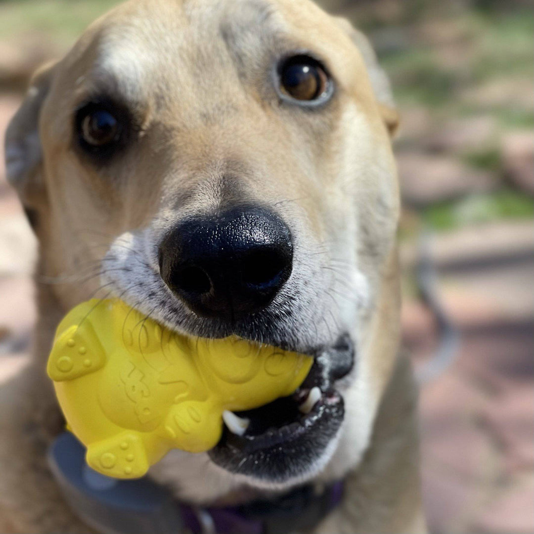 Honey Bear eDispenser - Durable Rubber Treat Dispenser for Dogs | USA Made