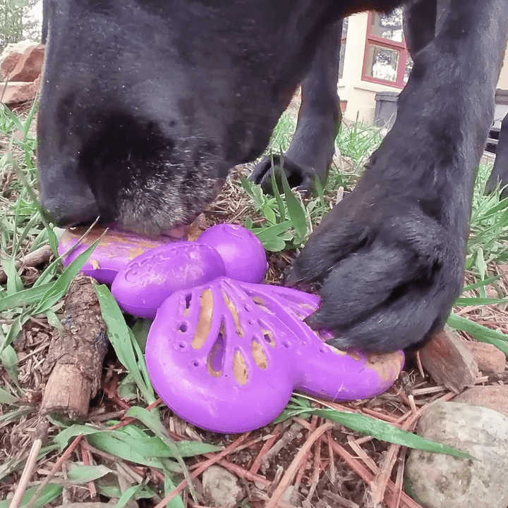 Butterfly Nylon Chew &amp; Enrichment Toy | 2-in-1 for Aggressive Chewers | SodaPup