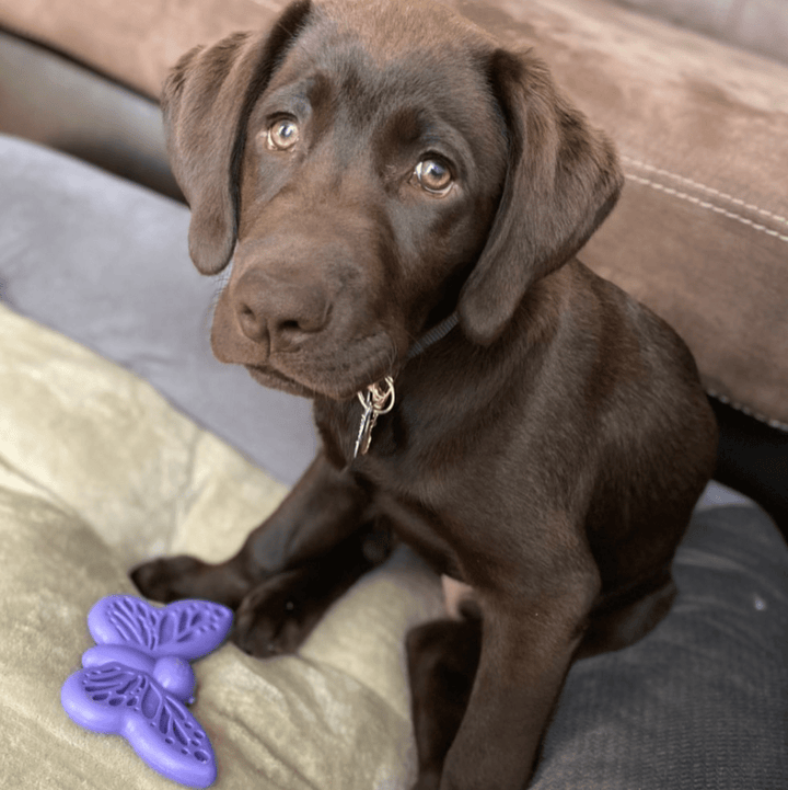 Butterfly Nylon Chew &amp; Enrichment Toy | 2-in-1 for Aggressive Chewers | SodaPup