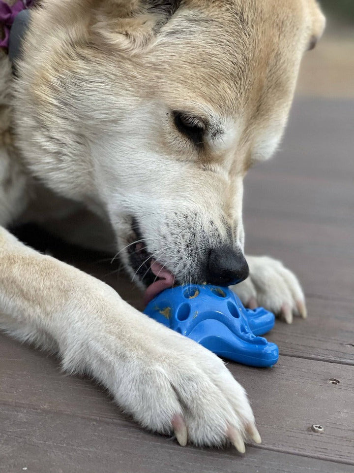 Starfish Nylon Dog Chew Toy for Aggressive Chewers | USA Made | SodaPup